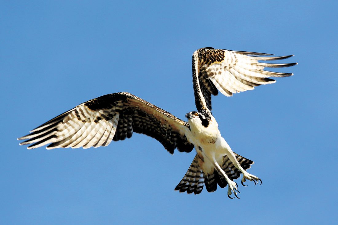 Osprey in Flight News, Sports, Jobs The Nashua Telegraph